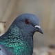 Скальный голубь — Columba rupestris