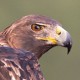 Беркут — Aquila chrysaetos