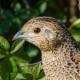 Перепел — Coturnix coturnix