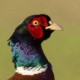 Фазан — Phasianus colchicus
