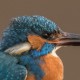 Зимородок — Alcedo atthis