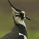 Чибис (Vanellus vanellus)