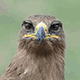 Степной орёл (Aquila nipalensis)