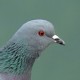 Сизый голубь — Columba livia
