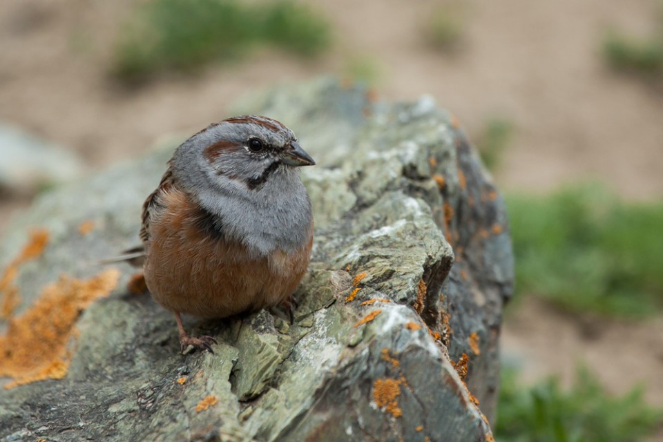 Овсянка Годлевского — Emberiza godlewskii