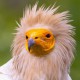 Стервятник — Neophron percnopterus