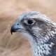 Кречет — Falco rusticolus