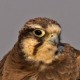 Лаггар — Falco jugger