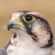 Ланнер, сокол средиземноморский — Falco biarmicus