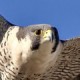 Шахин — Falco pelegrinoides
