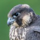 Сапсан — Falco peregrinus