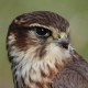 Дербник — Falco columbarius
