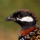 Турач — Francolinus francolinus