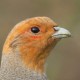 Куропатка серая — Perdix perdix