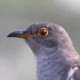 Кукушка глухая&nbsp;— Cuculus saturatus