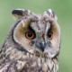 Сова ушастая — Asio otus