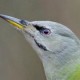 Дятел седой — Picus canus