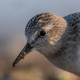 Белохвостый песочник&nbsp;— Calidris temminckii
