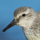 Исландский песочник&nbsp;— Calidris canutus