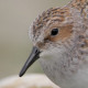 Кулик-воробей&nbsp;— Calidris minuta