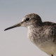 Поручейник&nbsp;— Tringa stagnatilis