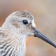 Чернозобик&nbsp;— Calidris alpina