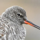 Щёголь&nbsp;— Tringa erythropus