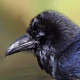 Ворон&nbsp;— Corvus corax