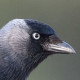 Галка&nbsp;— Corvus monedula