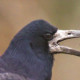 Грач&nbsp;— Corvus frugilegus
