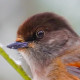 Кукша&nbsp;— Perisoreus infaustus