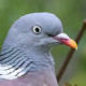 Вяхирь&nbsp;— Columba palumbus