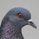 Сизый голубь&nbsp;— Columba livia
