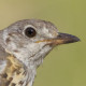 Деряба&nbsp;— Turdus viscivorus