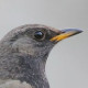 Чернозобый дрозд&nbsp;— Turdus atrogularis