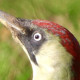 Зелёный дятел&nbsp;— Picus viridis