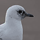 Белая чайка (Pagophila eburnea)
